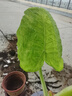 植果緣象耳芋大野芋大型綠植客廳陽(yáng)臺(tái)大葉盆栽庭院超大葉植物現(xiàn)挖 直徑5公分三顆 曬單實(shí)拍圖