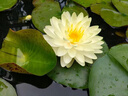 京厽睡蓮水培植物帶花苞四季開花池塘荷花藕種盆栽水養(yǎng)水蓮花根塊種子 精品大睡蓮混色3顆+送2營(yíng)養(yǎng)液 曬單實(shí)拍圖