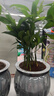 綠有意綠植盆栽桌面水培綠植辦公室植物懶人好養(yǎng)盆景水養(yǎng)植物 【3盆自選綠植花卉】品種備注 含盆 曬單實拍圖