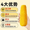 灶小美玉米 糯玉米3.2斤8根*200g 甜粘玉米棒真空包裝 低脂粗糧早餐 曬單實拍圖