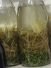 悶倒驢 68度桶裝泡藥高度白酒草原特色清香型純糧食5.3L/桶 中秋送禮 曬單實拍圖