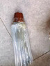 寶蓮燈花盆栽帶花苞室內(nèi)桌面綠植客廳年宵花卉耐熱盆景好養(yǎng)活植物 寶蓮燈帶花原盆 含盆 曬單實(shí)拍圖