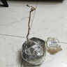 獼猴桃樹(shù)果苗紅心軟棗獼猴桃苗徐香嫁接南北方種植庭院水果樹(shù)果苗 試種5年當年結果苗 雌雄同體[限 40cm(含)-50cm(不含) 曬單實(shí)拍圖