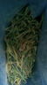 濃香型黃金芽安吉特產(chǎn)袋裝黃金芽明前新茶高檔綠茶毛峰白茶葉散裝 125克*4袋 曬單實拍圖