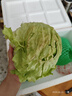 綠食者  球生菜3斤 西生菜圓生菜 漢堡用西餐沙拉色拉食材 健康輕食蔬菜 3斤 曬單實拍圖