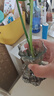 龜背竹盆栽水培大葉四季長青花卉綠植四季好養(yǎng)活清晰空氣臥室老樁 龜背竹15-20厘米2-3顆 曬單實拍圖