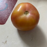 正宗沙瓤西紅柿水果番茄自然熟新鮮蔬菜生鮮減肥 1斤 凈重 曬單實(shí)拍圖