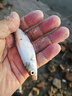 動態(tài)逗釣軟珠釣魚浮珠軟假餌浮球野釣反底珠鯽魚仿生餌路亞餌蚯蚓 【腥香】4mm動態(tài)軟珠220粒 曬單實拍圖