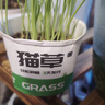 貓貓玩具吸引貓貓草懶人種植貓草杯貓草種子自種貓草零食品泡面草 懶人盆栽貓草3盒 曬單實(shí)拍圖