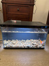小米智能魚缸客廳辦公室桌面米家魚缸造景套裝遠(yuǎn)程喂食超白玻璃生態(tài)缸 小米智能魚缸 曬單實拍圖
