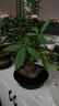 月季花苗四季開(kāi)花帶花苞特大花卉爬藤小苗室內外陽(yáng)臺盆栽薔薇玫瑰 艾莎【大花濃香】 不含盆 曬單實(shí)拍圖
