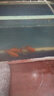FKSC魚池凈水劑一滴清養(yǎng)魚水質(zhì)凈化特清澈劑錦鯉魚池消毒殺菌藥清潔劑 【4斤裝】錦鯉魚池/大容量凈水劑 曬單實(shí)拍圖