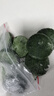 艾草艾葉粑粑湖南特色早餐速食青團(tuán)糍粑小吃 350克3袋30個(gè) 曬單實(shí)拍圖