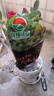 花財主迷你小玫瑰花苗盆栽帶花苞好養花卉植物四季開(kāi)花微型月季花苗多色 一盆三色顏色隨機帶花苞 帶盆栽好 曬單實(shí)拍圖