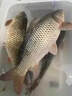 鯽魚專用釣魚餌料四季通用型通用主攻大板鯽野釣黑坑濃腥鯽魚專用 一袋【鯽魚絕戶餌】 曬單實(shí)拍圖
