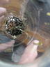 胖東來(lái)胖東來(lái)茉莉花茶特級(jí)茉莉飄雪茉莉花茶2025新茶胖東來(lái)超市茶葉店 茉莉花茶 250g*2罐裝 京自東營(yíng)官方旗艦店 曬單實(shí)拍圖