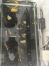 冷水黃金泥鰍苗金色清潔魚工具魚清道夫好養(yǎng)耐活新練手觀賞小金魚 金鰍4-6厘米6條 曬單實(shí)拍圖