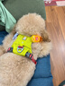 拉夫威爾ruffwear嗨輕狗狗胸背帶狗背帶中小型犬雪納瑞背帶式狗狗牽引繩 玄武巖灰 S 曬單實拍圖