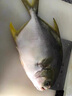 欽小鮮北部灣深海金鯧魚特大號海魚 魚類生鮮 燒烤 火鍋食材 海鮮水產(chǎn) 【金鯧魚】400-500克*2條凈重 曬單實(shí)拍圖