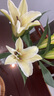 AB級優(yōu)質(zhì)香水百合鮮花水培插花家庭生活水養(yǎng)鮮切花苞云南產(chǎn)地直發(fā) 高品質(zhì)【AB級隨機色大花苞】百合花6朵+百合粉 曬單實拍圖