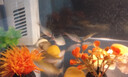 中國斗魚活體活魚冷水觀賞魚小好養(yǎng)耐活魚小型淡水自來水黃金斗魚 魚苗混搭黃金+藍(lán)蛇3公分各一條 曬單實拍圖