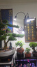 三思夾子植物燈led室內(nèi)全光譜綠植盆栽花卉分區(qū)補(bǔ)光燈-10W定時(shí) 曬單實(shí)拍圖