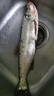 西格銀標(biāo)R18原裝碳素線100米路亞前導(dǎo)線碳線魚線西格日版 西格碳線 西格R18銀標(biāo)碳線 2.5號(hào)100米 曬單實(shí)拍圖