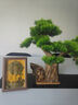 赟婭客廳玄關(guān)辦公室招財(cái)擺件五帝錢(qián)發(fā)財(cái)樹(shù)酒柜裝飾品擺件喬遷開(kāi)業(yè)禮物 五帝錢(qián)發(fā)財(cái)樹(shù)擺件 曬單實(shí)拍圖