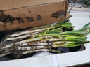搶到就是賺】正宗山東大蔥新鮮農(nóng)家自種分蔥長(zhǎng)蔥小細(xì)蔥脆香蔥甜蔥 5斤帶皮大蔥 2500g 曬單實(shí)拍圖