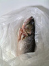 鮮活沖浪河鱸魚400-500g/條 曬單實拍圖