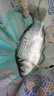 云飛魚進(jìn)口原絲魚線主線超柔軟子線強(qiáng)拉力大物釣魚線臺(tái)釣路亞垂釣?zāi)猃埦€ 墨綠色120米盒裝【今日買1送1】 0.6號(hào) 曬單實(shí)拍圖