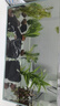 瘋狂水草懶人水草植物直接入缸火山石魚缸造景套餐20-40cm缸源頭直發(fā)包郵b 曬單實(shí)拍圖
