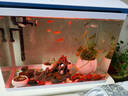 長(cháng)銳生態(tài)魚(yú)缸客廳桌面小型金魚(yú)缸全套家用一體缸自循環(huán)免換水 MC560升級版【長(cháng)56x寬28x高47cm】 曬單實(shí)拍圖