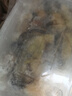 一蝦一世界鮮活現剝去殼大號生蠔肉250g/盒 新鮮速凍牡蠣肉海蠣子火鍋燒烤 3斤裝【250g*6盒】固形物80% 曬單實拍圖