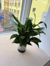 【熱銷款】白掌一帆風(fēng)順盆栽水培植物室內(nèi)花綠植紅掌發(fā)財(cái)樹吸甲醛 【店主推薦】特級(jí)白掌6-8株帶花+早安盆+營養(yǎng)液 曬單實(shí)拍圖