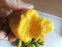 小臺(tái)農(nóng)芒果應(yīng)季芒果產(chǎn)地直發(fā)半黃微花皮發(fā)貨（全國(guó)多倉(cāng)發(fā)貨） 帶箱3斤裝【單果50-70g】 曬單實(shí)拍圖