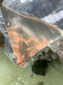 金苔鼠魚魚缸清潔魚工具魚魚缸除藻清理糞便小型熱帶觀賞魚魚活體 金苔鼠7條送備損3條【發(fā)10條】 曬單實(shí)拍圖