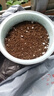 德沃多肥料番茄種子DIY兒童趣味種植盆栽套裝學生植物觀察幼兒園圣女果 曬單實拍圖