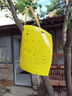 巨融黃板雙面粘蟲(chóng)板誘蟲(chóng)紙貼黃色飛蟲(chóng)小黑飛沾果蠅誘捕器粘板針?lè )浯笈?50張黃色【特大號20*25cm】加厚 曬單實(shí)拍圖