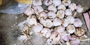 黃六爺河南干蒜紫皮特大蒜頭10斤新種子農(nóng)家臘八蒜獨(dú)頭蒜新鮮蒜頭多瓣蒜 3斤 紫皮干蒜【超值中果】超高性價(jià)比 曬單實(shí)拍圖