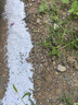 小白石子天然雨花石鵝卵石多肉鋪面盆栽花盆庭院造景裝飾白色石頭 【20斤裝】精品白石子-0.9-1.2CM 曬單實拍圖