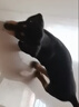 帥帥名寵北京犬舍 純種臘腸犬專業(yè)繁育寵物狗活體小狗幼崽幼犬　鐵包金 血統(tǒng)級 曬單實(shí)拍圖