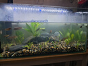 瘋狂水草魚缸造景裝飾溪流石底部砂石天然溪流缸南美缸造景石烏龜躲避曬臺 溪流缸造景套餐（40-50cm缸） 曬單實拍圖