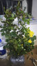 意軒【帶花苞】歐月果汁陽(yáng)臺室內觀(guān)花植物花卉盆栽四季開(kāi)花月季 心之水滴【大苗】【帶花苞】 曬單實(shí)拍圖