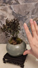 開時果 小葉赤楠盆景擺件 辦公室桌面綠植花卉好養(yǎng)盆栽植物源頭直發(fā)包郵 【熱銷款】哥窯浸墨盆+苔蘚+底座 曬單實拍圖