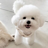 夢(mèng)茜兒比熊犬活體寵物狗法國小體比熊幼犬韓版比熊米奇耳飛耳比熊小狗 寵物級 母 曬單實(shí)拍圖