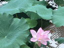 安踏（ANTA）水之瞳max大框泳鏡成人泳鏡高清防霧防水泳鏡專業(yè)潛水鏡 黑白平光 曬單實(shí)拍圖