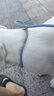 魯希德寵物p鏈p繩狗狗牽引繩狗鏈子訓(xùn)犬防爆沖遛狗鏈子小中大犬1.8米 曬單實(shí)拍圖