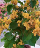 三角梅盆栽帶花劍樹苗室內(nèi)陽臺重瓣飄枝垂絲老樁四季開花爬藤花卉 【帶花發(fā)貨 收到即賞】加州黃金大苗 45-50cm左右（原盆帶土發(fā)貨） 曬單實(shí)拍圖