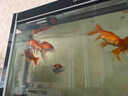京悠雨錦鯉飼料金魚(yú)專(zhuān)用魚(yú)飼料家用魚(yú)料通用型魚(yú)食淡水觀(guān)賞魚(yú)魚(yú)糧小顆粒 【錦鯉三效合一上浮型】1mm上浮型一瓶 曬單實(shí)拍圖